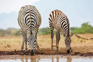 Mare: ZEbra at the waterhole