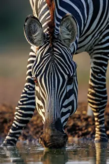 Mare: ZEbra at the waterhole