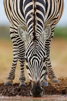 Mare: ZEbra at the waterhole