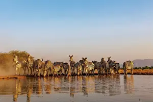 Mare: ZEbra at the waterhole