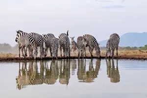 Mare: ZEbra at the waterhole