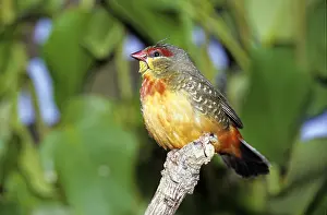 Cagebird: Zebra Waxbill