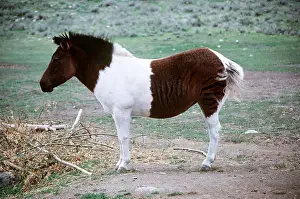 Welsh: Zebra / Welsh Pony Hybrid