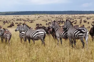Gnus: Zebra - and Wildebeest (connochaetes taurinus)