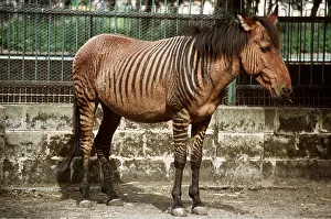 Stripes: ZEBRA x HORSE HYBRID