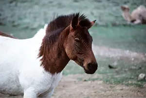 Welsh: Zebra X Welsh Pony Hybrid