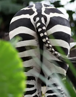 Zebra: A bottom of the zebra in a zoo of Singapore