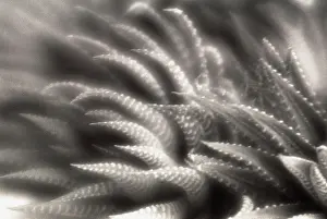 Fasciata: Zebraplant