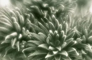Monochrome: Zebraplant