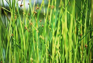 Scirpus: ZebraRush