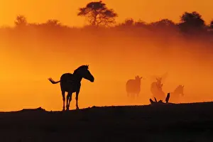 Dusty: Zebras (Equus burchellii) in front of cloud of dust