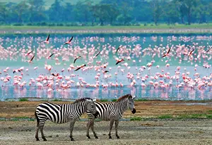 Banks: Two zebras (Equus quagga) against the background