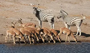 Bending: Zebras (Equus quagga) and black-faced impalas
