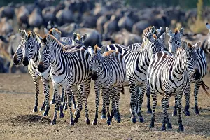 Narok: Zebras (Equus quagga), herd, Masai Mara, Kenya, Africa