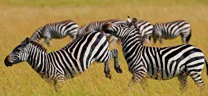 Bare: Two zebras (Equus quagga) are playing with each