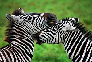 Playfighting: Two zebras (Equus quagga) are playing with each