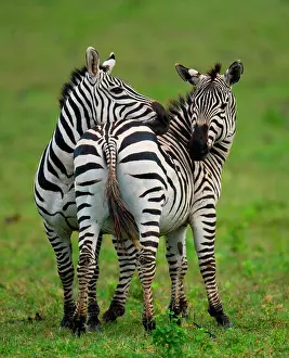 Touching: Two zebras (Equus quagga) in the savanna. Kenya