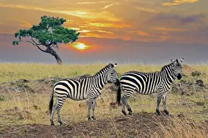 Quagga: Zebras (Equus quagga), at sunset, Masai Mara, Kenya, Africa