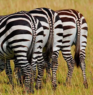 Therapsida: Zebras (Equus quagga). Back view. Kenya. Tanzani