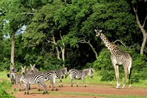 Airport: Zebras and Giraffes (Giraffa camelopardalis) invading