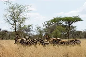 Meru: Zebras at the Meru National Park, Kenya