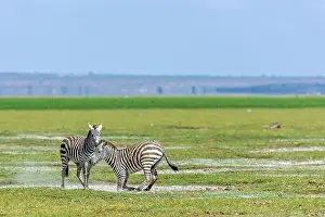 Amboseli: Zebras Play fighting in Amboseli National Park, Kenya