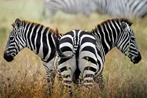 Domus: two zebras in the savannah, Tanzania
