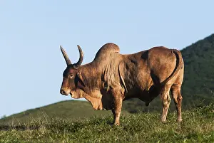 Extensive: Zebu (Bos taurus domesticus) male of Brahmane breed