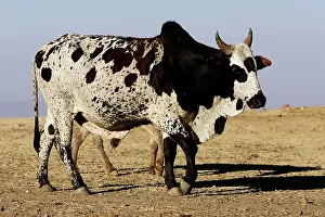 Zebu: Zebu Cattle
