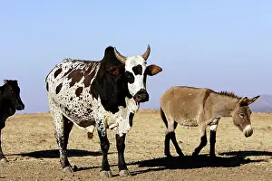 Zebu: Zebu Cattle and Donkey