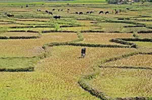 Zebus: Zebu cattle grazing in the dried rice Madagascar