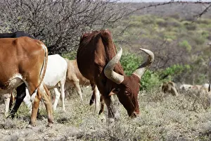 Zebus: Zebu - cattle of the Hamer tribe