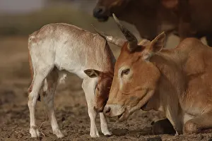 Speaking: Zebu female and calf cuddling - Northern Senegal