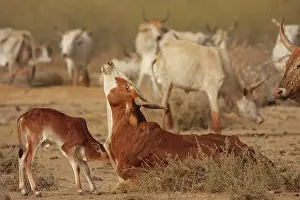 Speaking: Zebu female and calf cuddling - Northern Senegal