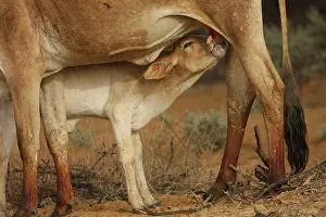 Swallowing: Zebu female nursing her calf cuddling - Northern Senegal