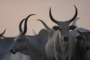 Smoke: Zebu herd in smoke - Northern Senegal