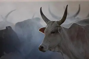 Smoke: Zebu herd in smoke - Northern Senegal