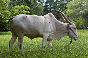 Ropes: Zebu with long horns Sri Lanka