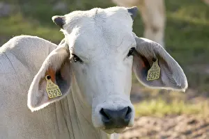 Standards: Zebu portrait in Martinique Island