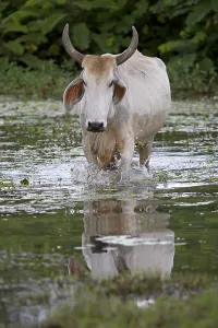 Bogs: Zebu in a swamp Cano Negro Costa Rica