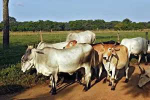 Zebu: Zebu