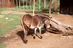 Donkey: Zeedonk - Zebra / Donkey Hybrid cross