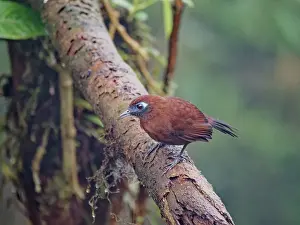 Antbirds: Zeladon's Antbird - female Hafferia zeledoni Ecu