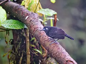 Antbirds: Zeladon's Antbird - male Hafferia zeledoni Ecuad
