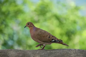Montserrat: Zenaida Dove (Zenaida aurita) walking on a wall