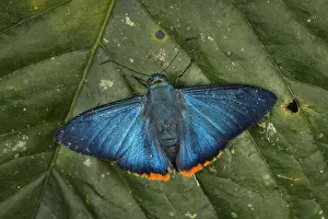 Skipper: Zereda Skipper (Chalypyge zereda) butterfly, Tatama