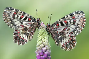 Protostomia: Zerynthia polyxena, pair resting on a bud of Muscari