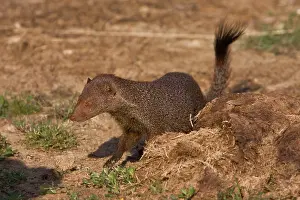 Robbery: Zeylandicus, Herpestes smithii, mongoose, ruddy