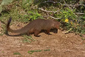 Robbery: Zeylandicus, Herpestes smithii, mongoose, ruddy