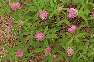 Clovers: Zig-zag clover
